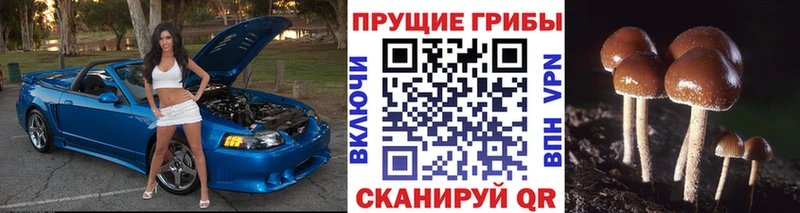 МЕГА сайт  Ладушкин  Псилоцибиновые грибы мицелий 